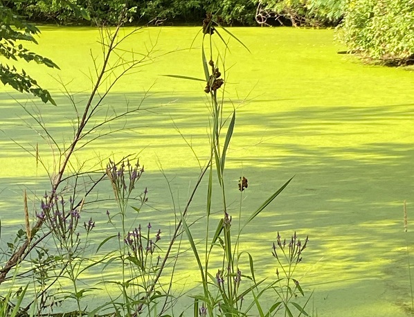 Algae Bloom cropped