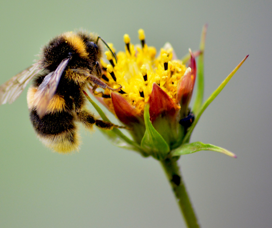bee on a flower