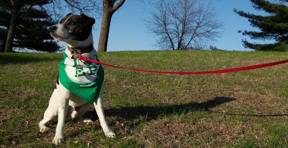 Dog wearing bandana on a leash