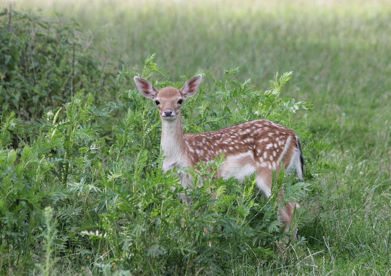 fawn 2