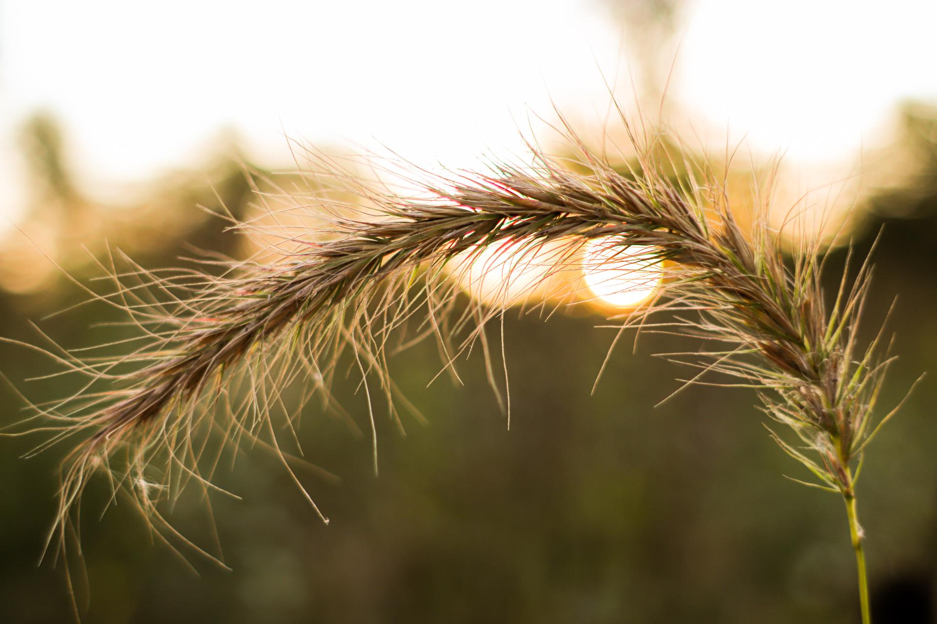 Wildrye Sunset by Erin Pommeranz