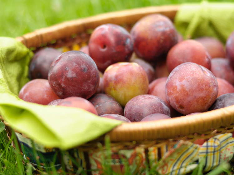 Basket of Plums