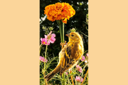 a yellow bird on an orange flower