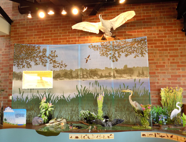 Environmental Learning Center display