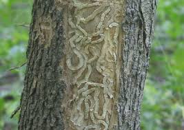 Emerald Ash Borer Tree Damage