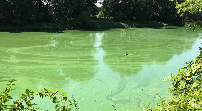 Harmful Algal Blooms