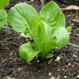 Lettuce Plant