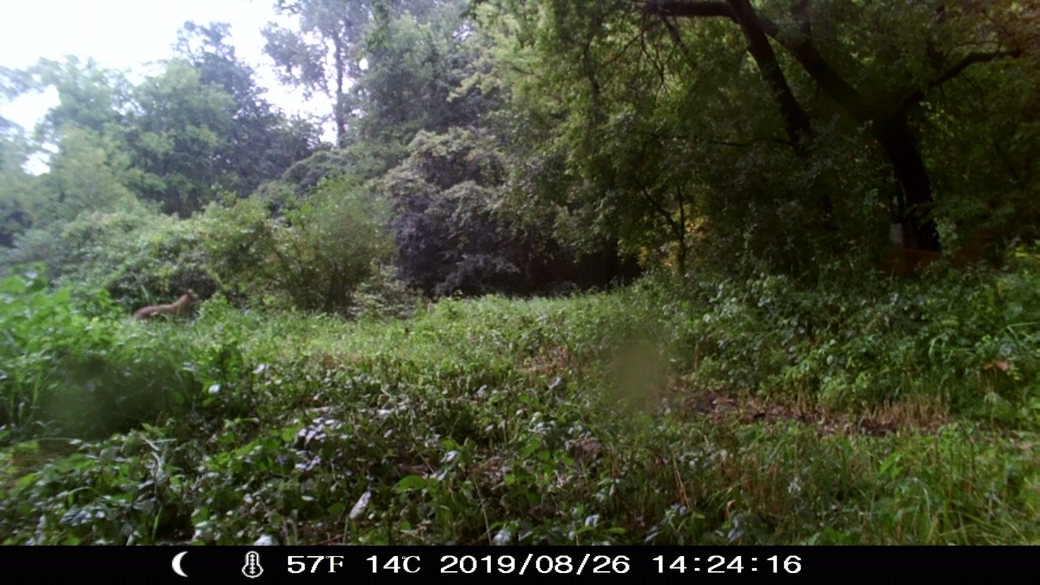 Trail Cam Photo